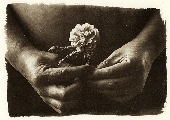 VanDyke. Autor: Ricardo Monsalve