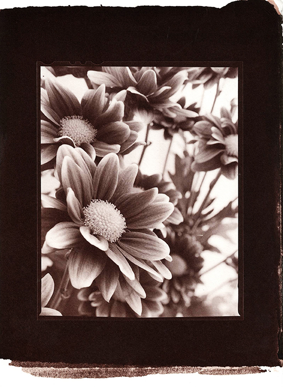 Moradas con amarillo- Albúmina matte.jpg